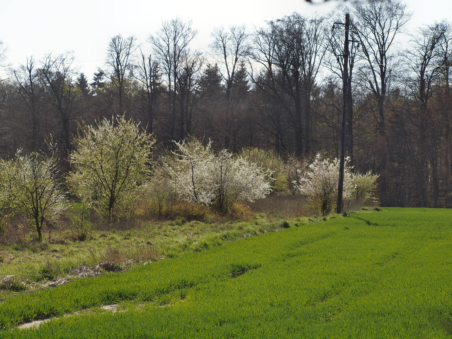 Frühling3