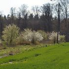 Frühling3