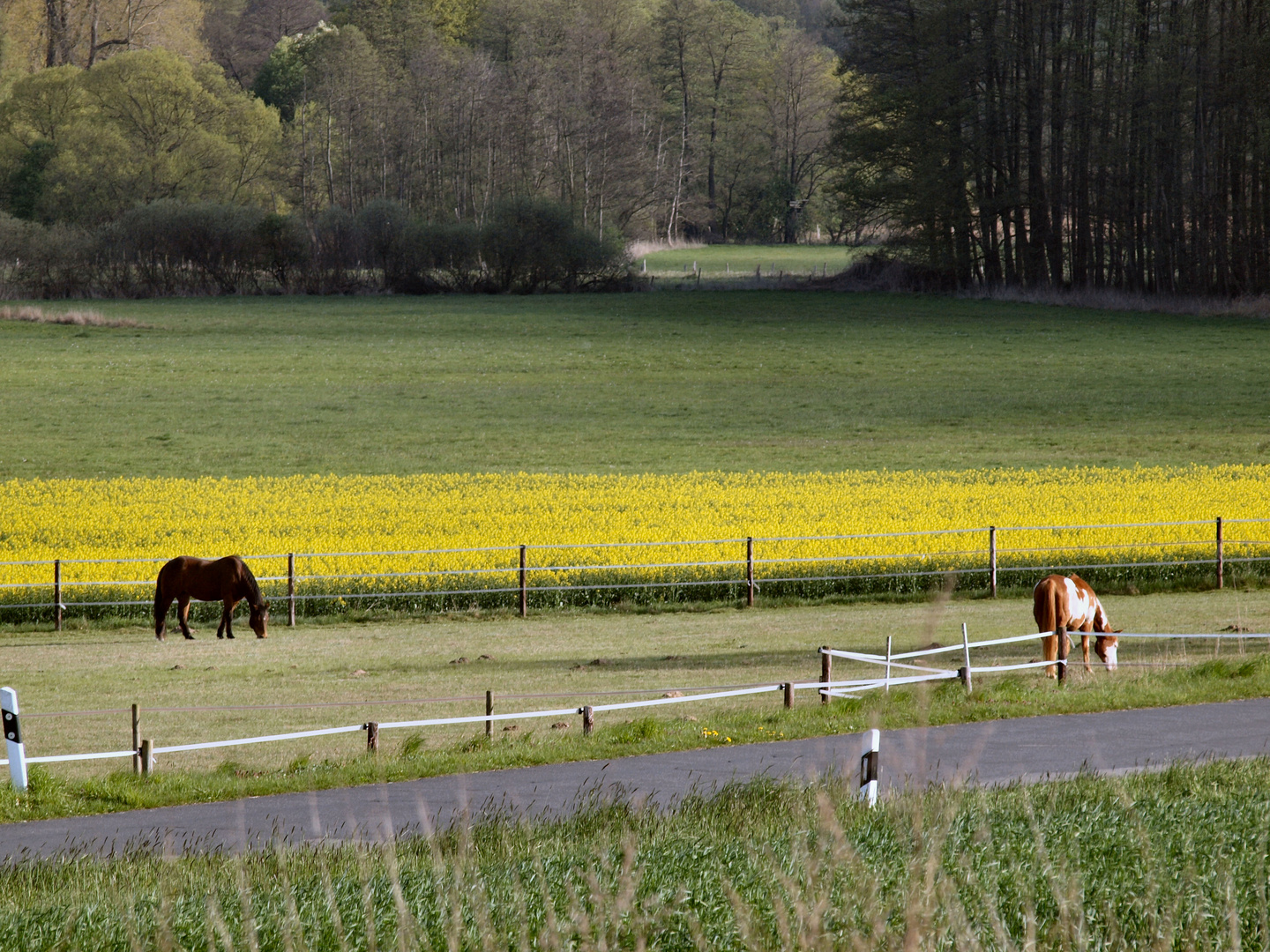 Frühling4