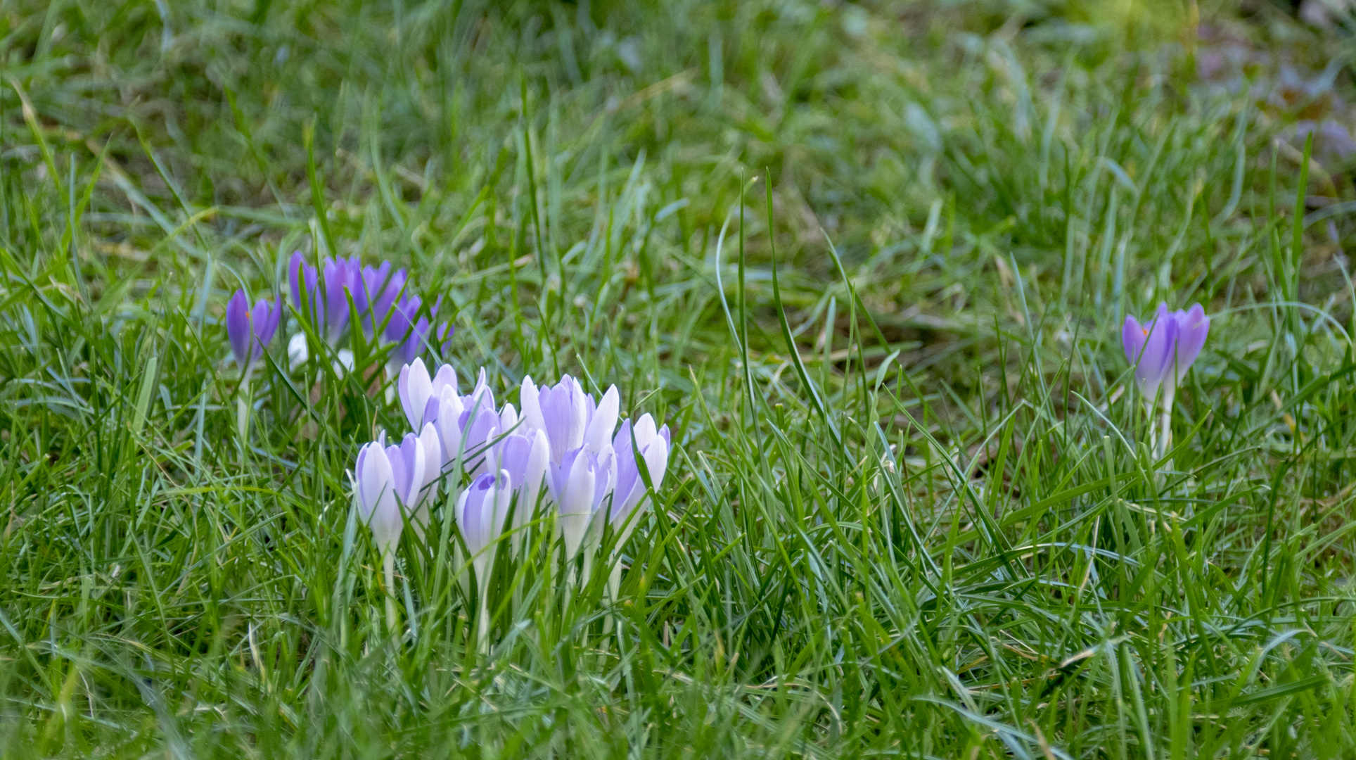 frühling4