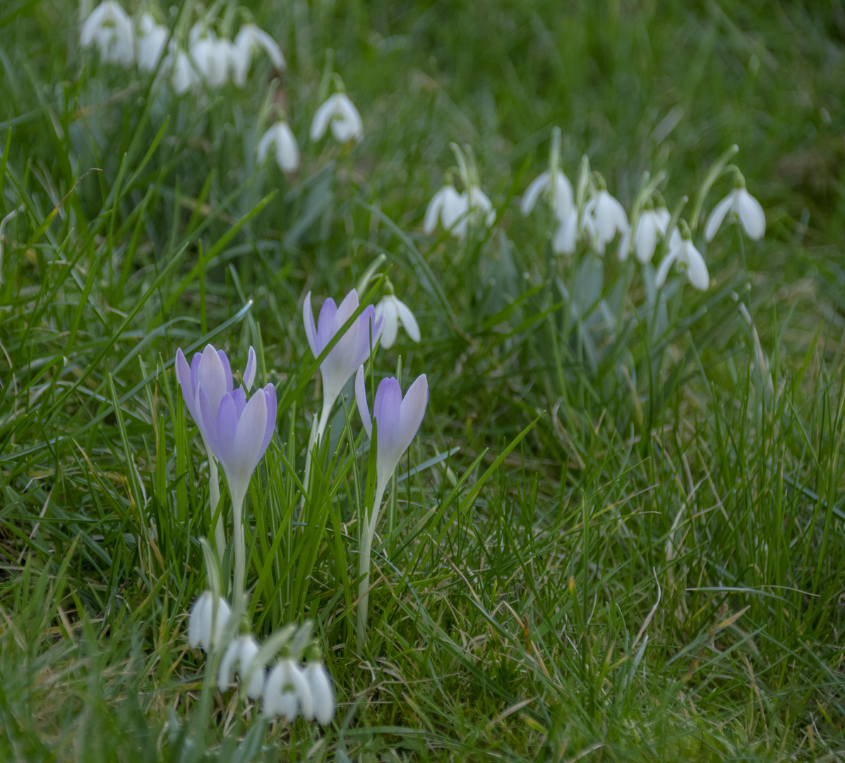 frühling5