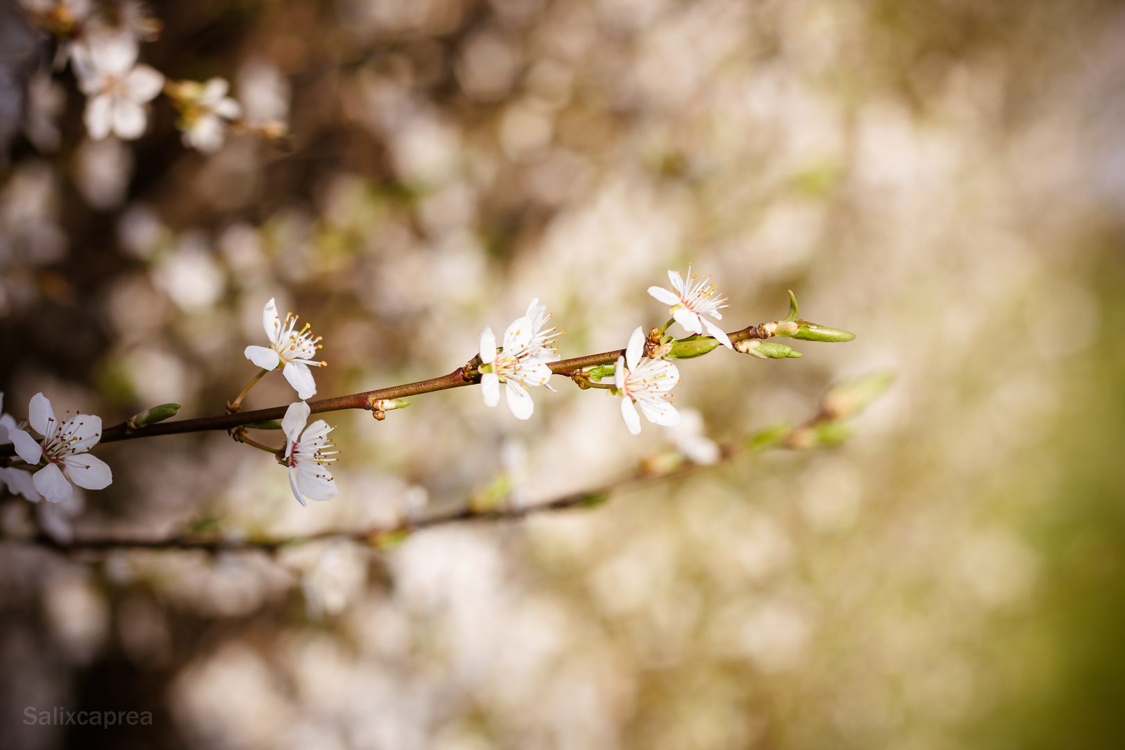 Frühling................ab morgen