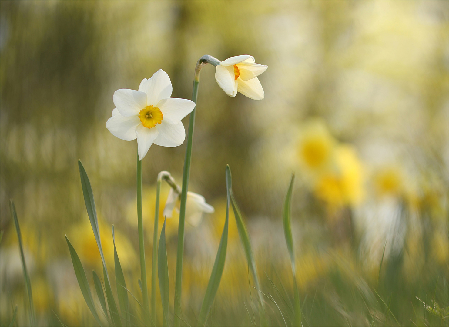 Frühling.Auf der Wiese.