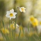 Frühling.Auf der Wiese.