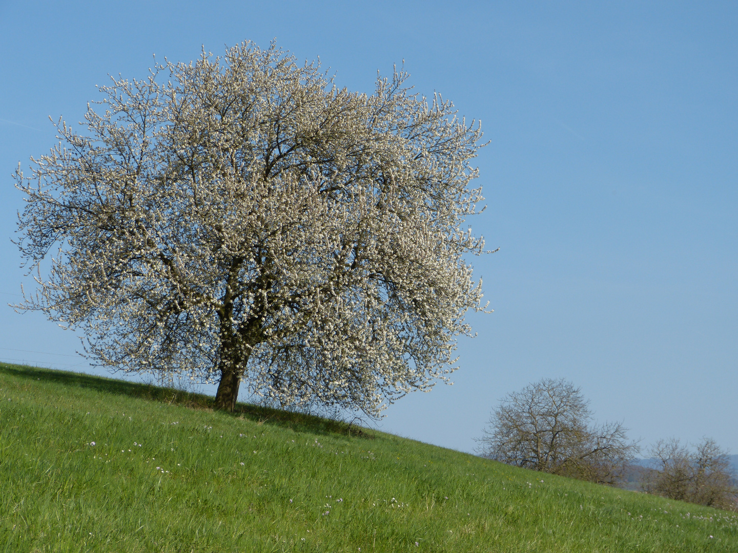 Frühlingbeginn im Markgräflerland