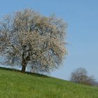 Frühlingbeginn im Markgräflerland