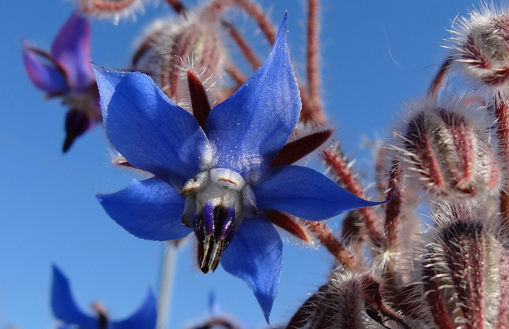 Frühlingblüte