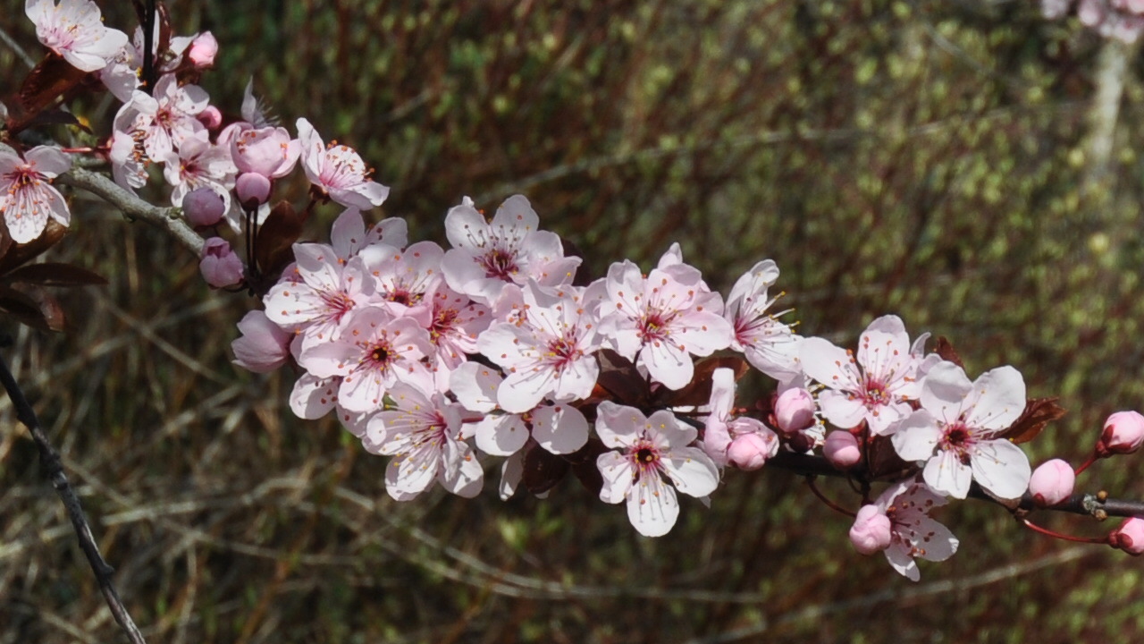 Frühlingblüte