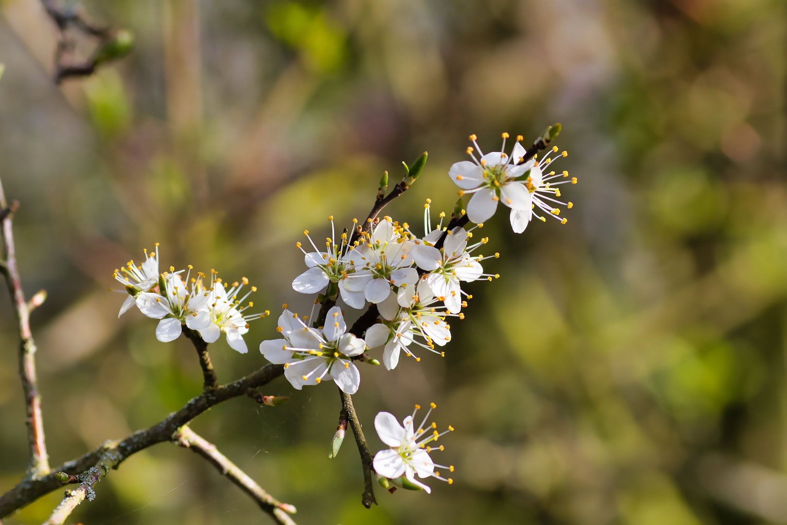 Frühlingblüten