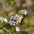 Frühlingblüten