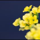 Frühlingblumen (1 von 7)