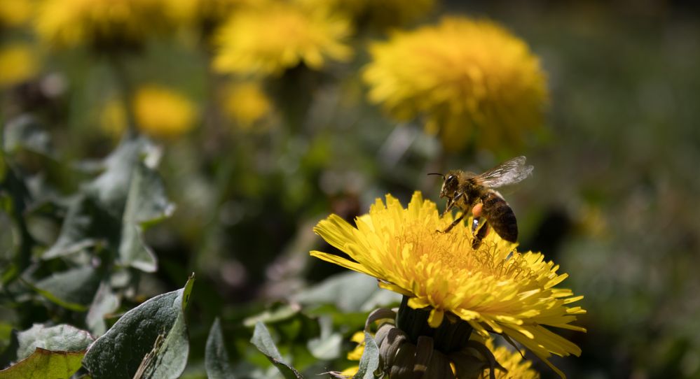 Frühlingblumen (7 von 7)