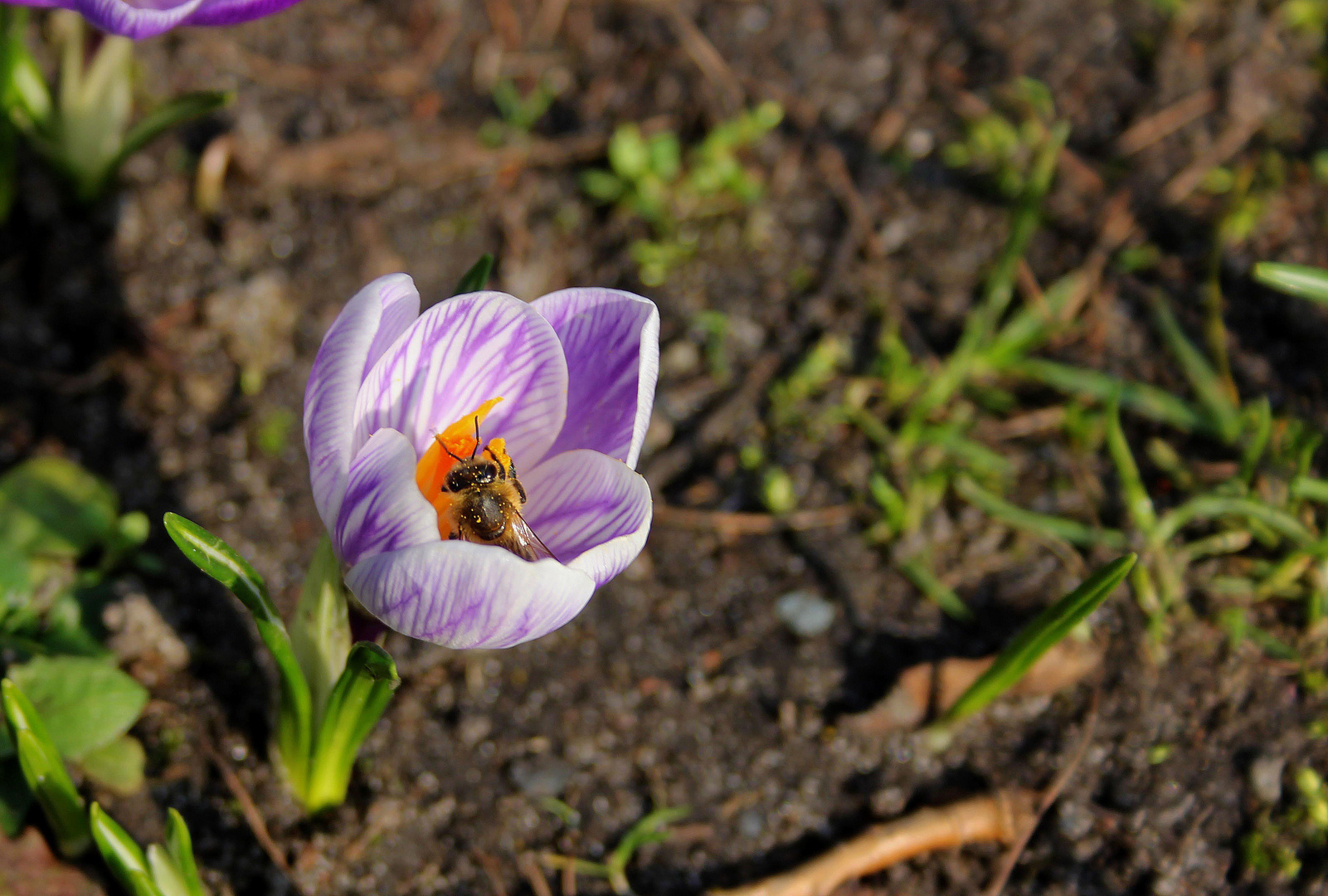 Frühlingbote