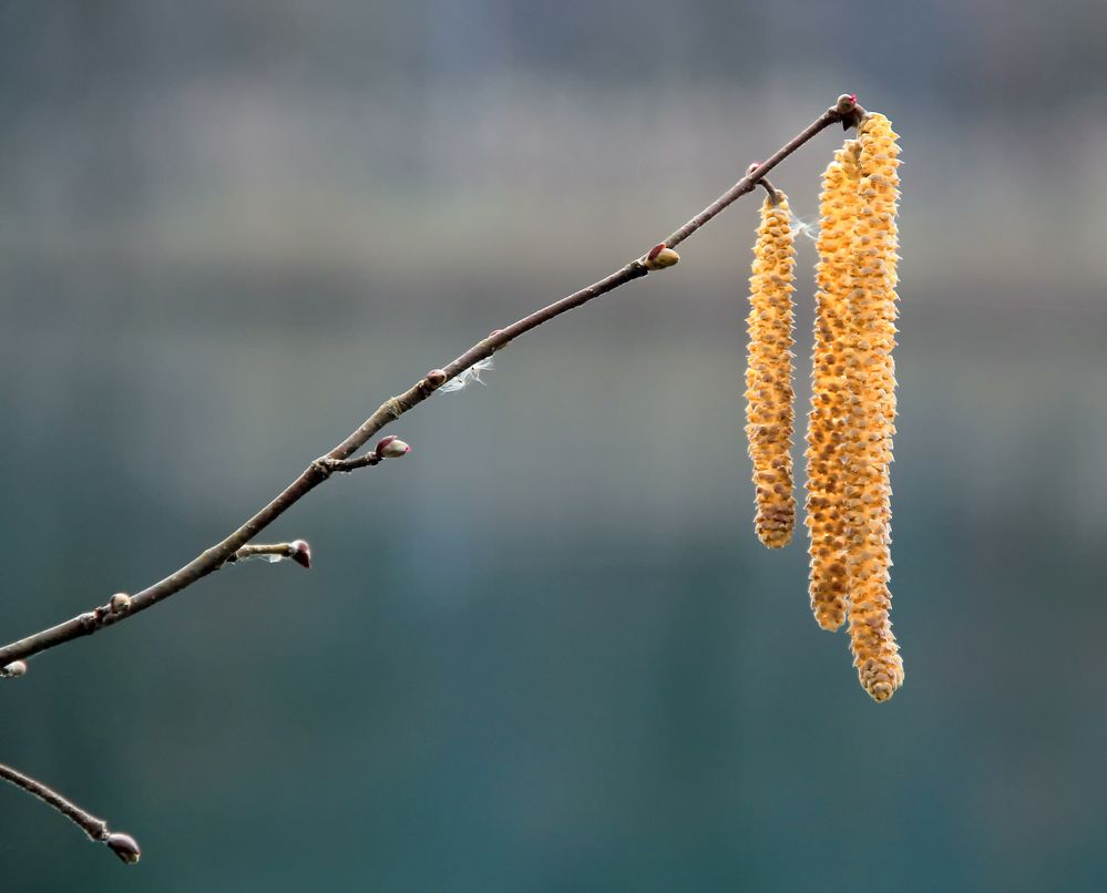 Frühlingboten