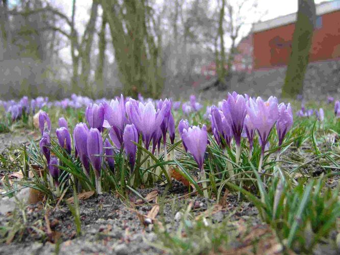 Frühlingboten aus Husum