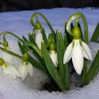 Frühlingboten im Schnee