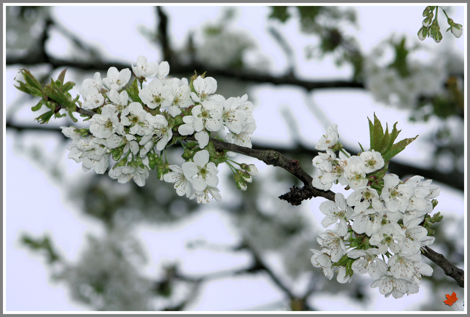 Frühling_die Zweite