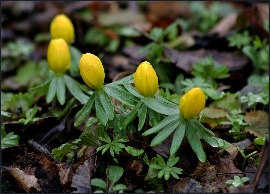 Frühlinge