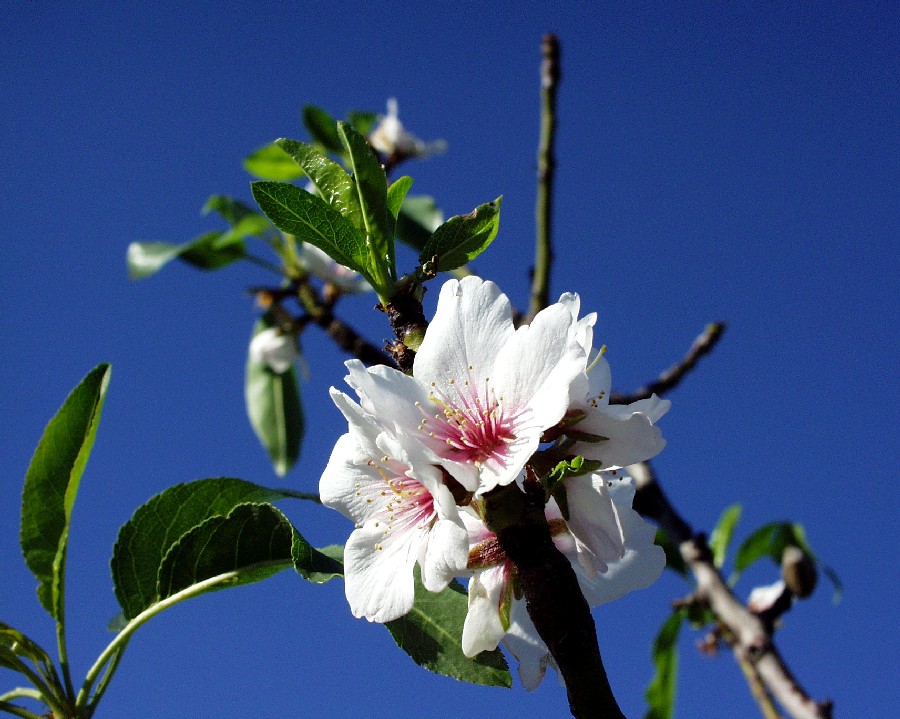 FRÜHLING....endlich !