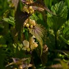 Frühling,.......endlich III