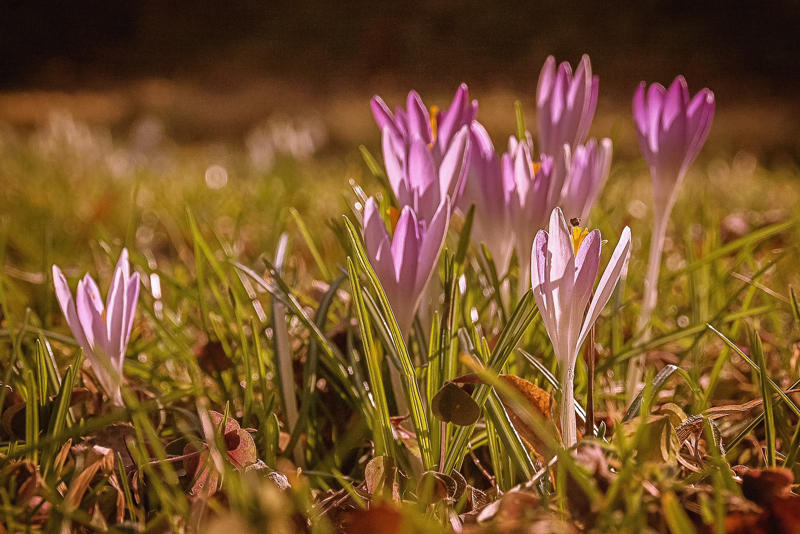 Frühlingerwachen