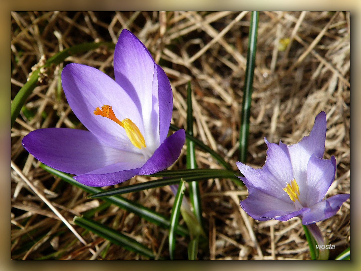 Frühling,Frühling überall ....