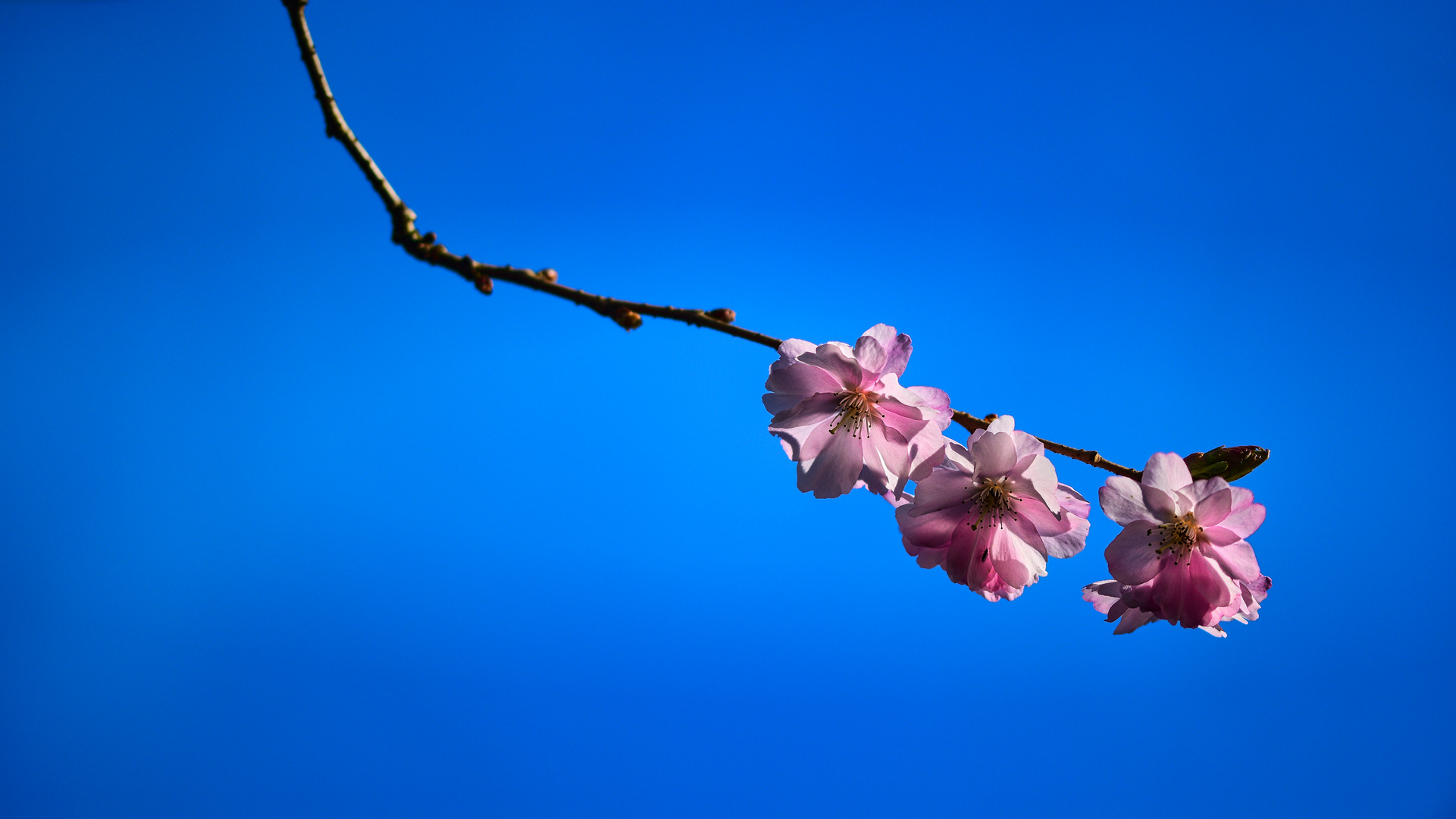 Frühling,Frühling,Frühling