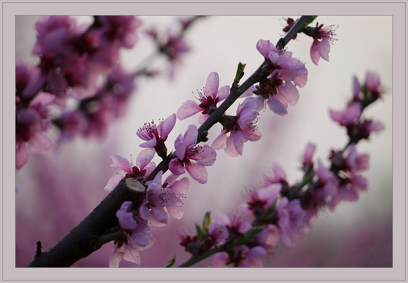 Frühling.Gegen.Licht.