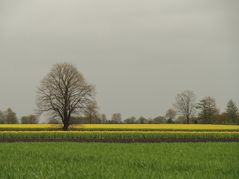 Frühling.Gestreift.