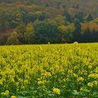 Frühling/Herbst 05.11.2018