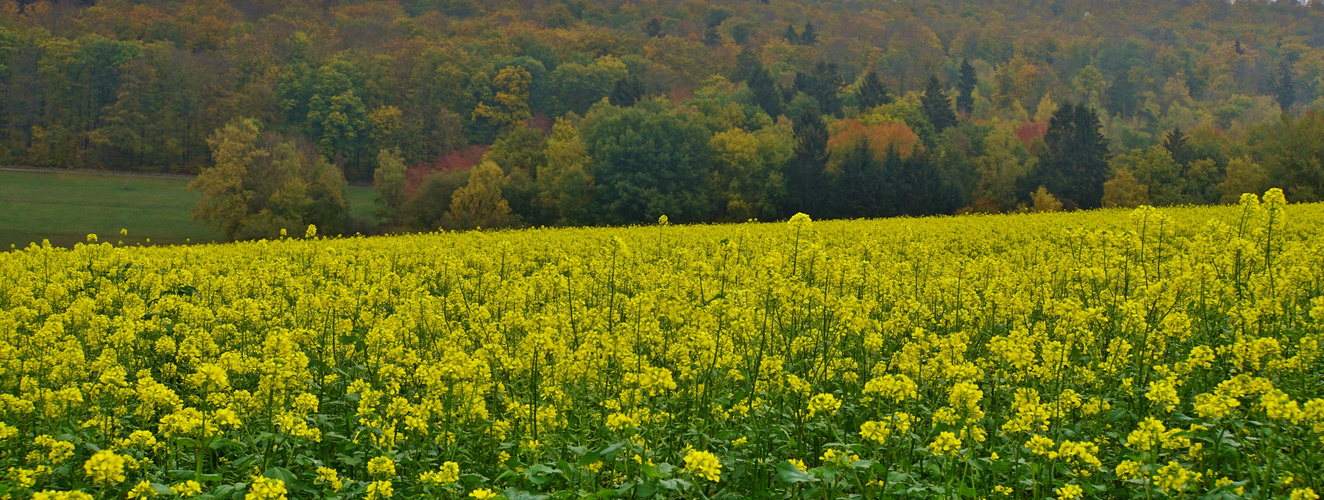 Frühling/Herbst 05.11.2018