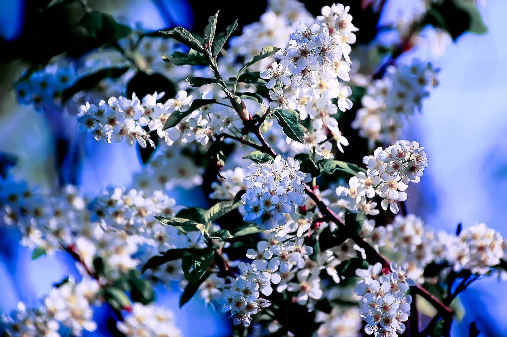 Frühling...ich warte!!!