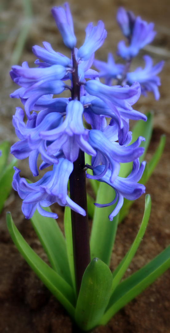 Frühling.....jetzt wird es Zeit!