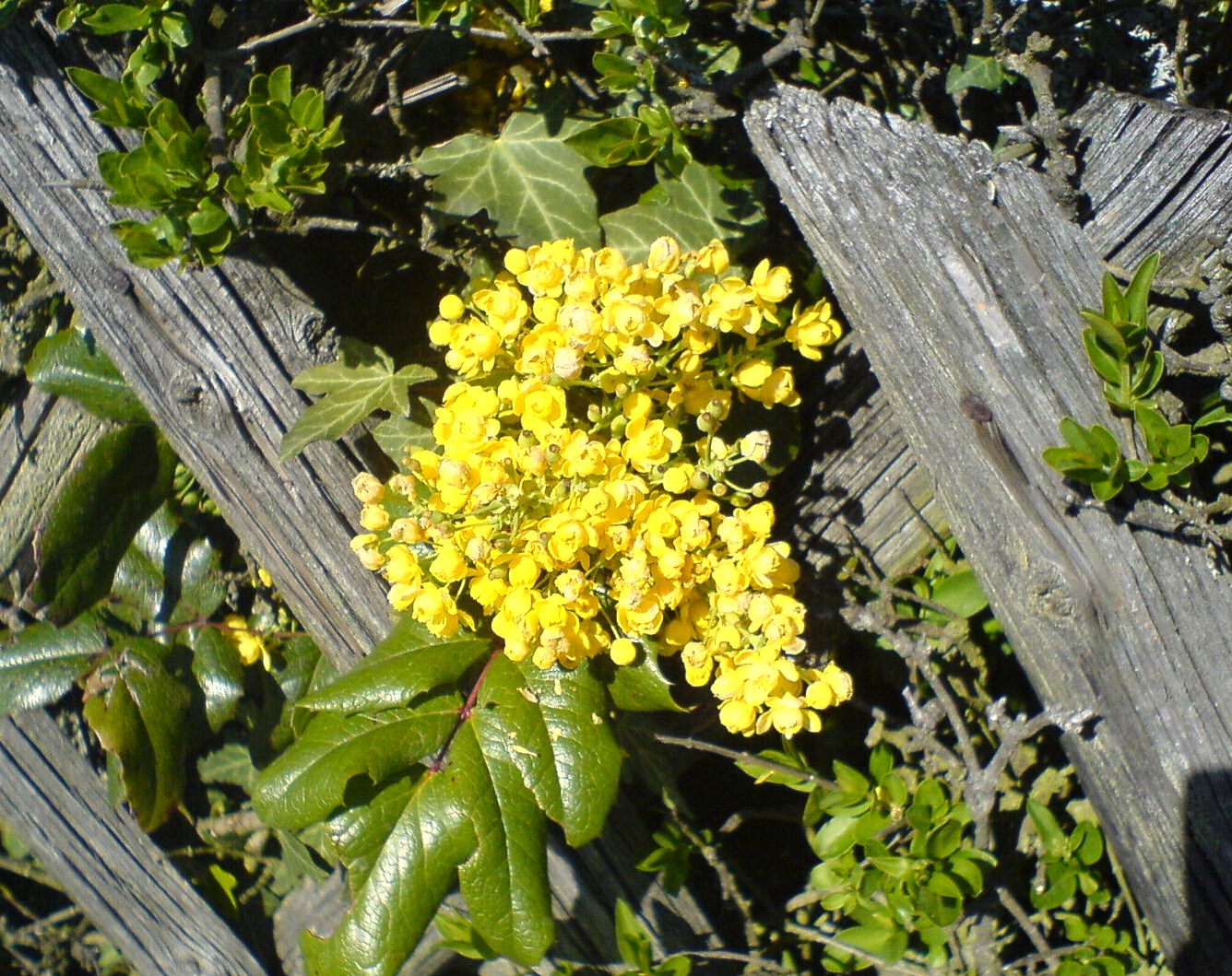 Frühling..leben