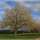 Frühlings-Abendstimmung