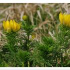 - Frühlings-Adonisröschen  2 - ( Adonis vernalis )