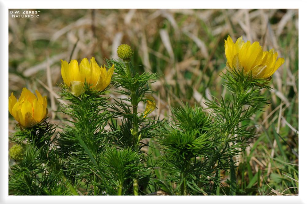 - Frühlings-Adonisröschen  2 - ( Adonis vernalis )