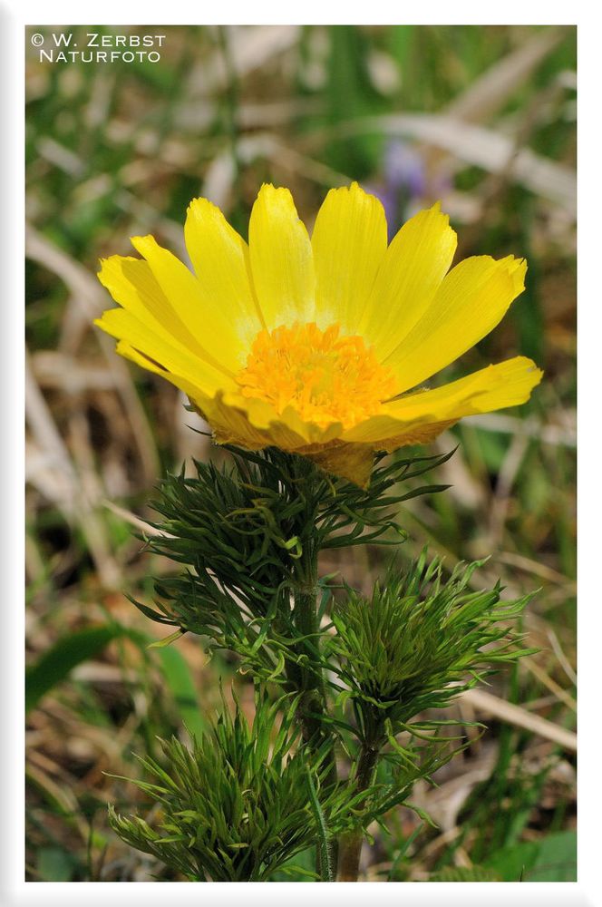 - Frühlings Adonisröschen 3 - ( Adonis vernalis )