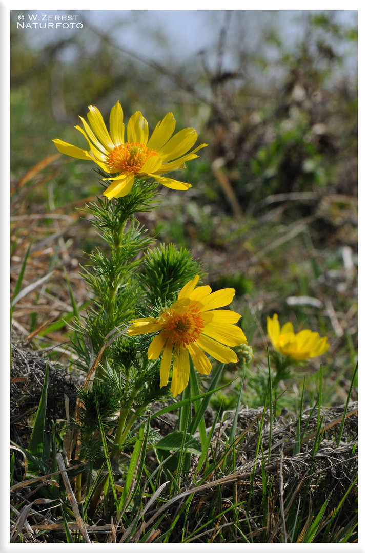 - Frühlings Adonisröschen - ( Adonis vermalis )