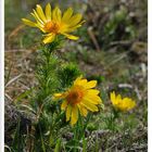 - Frühlings Adonisröschen - ( Adonis vermalis )