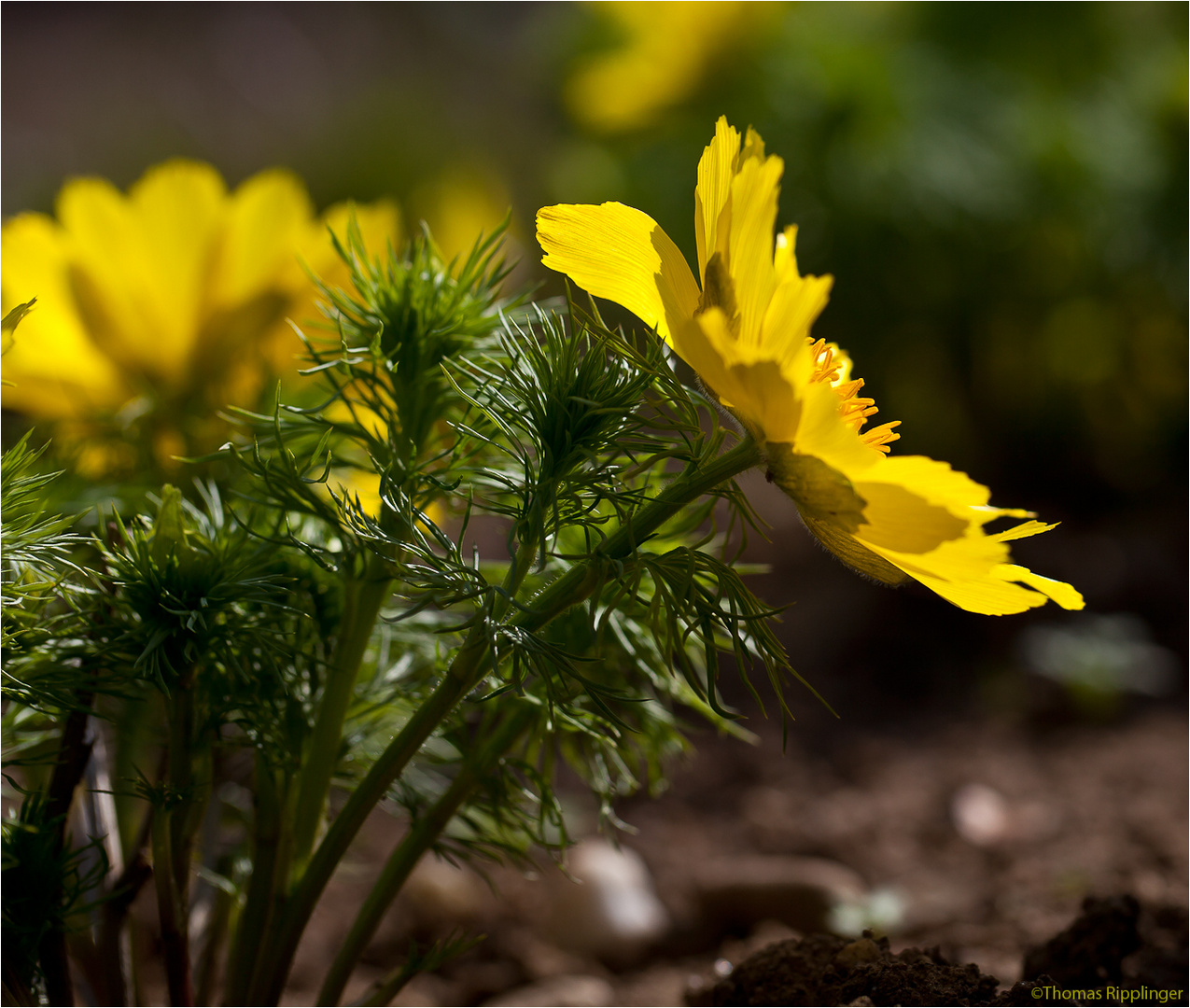 Frühlings - Adonisröschen (Adonis vernalis)...