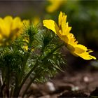 Frühlings - Adonisröschen (Adonis vernalis)...