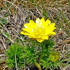 Frühlings-Adonisröschen (Adonis vernalis).