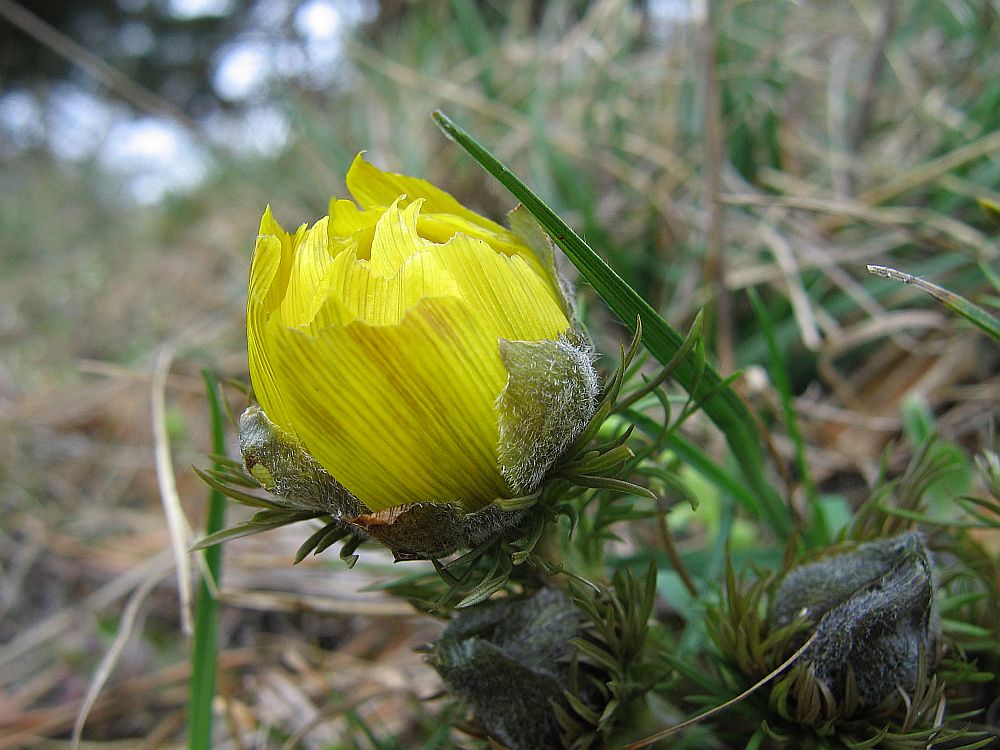 Frühlings-Adonisröschen (Adonis vernalis)