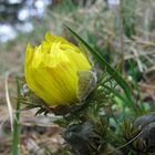 Frühlings-Adonisröschen (Adonis vernalis)