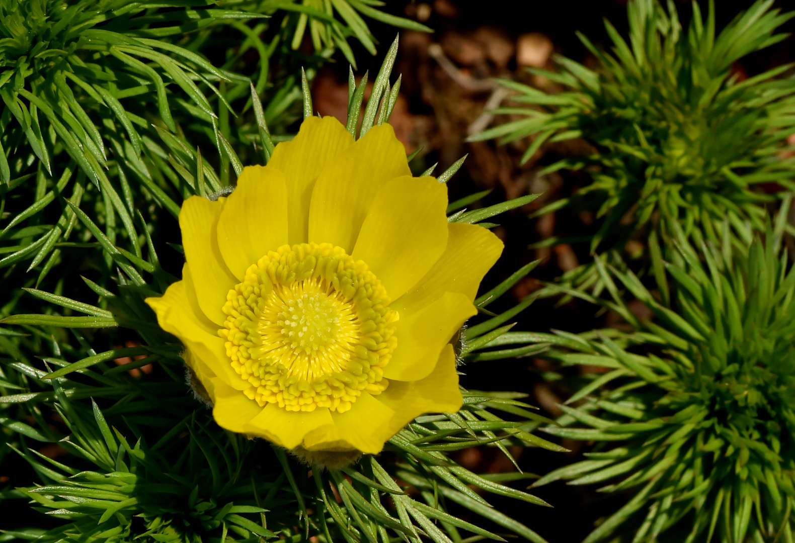 Frühlings-Adonisröschen (Adonis vernalis) 