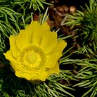 Frühlings-Adonisröschen (Adonis vernalis) 