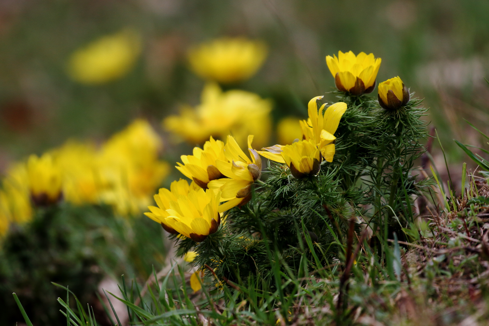 Frühlings-Adonisröschen (Adonis vernalis)