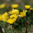 Frühlings-Adonisröschen (Adonis vernalis)