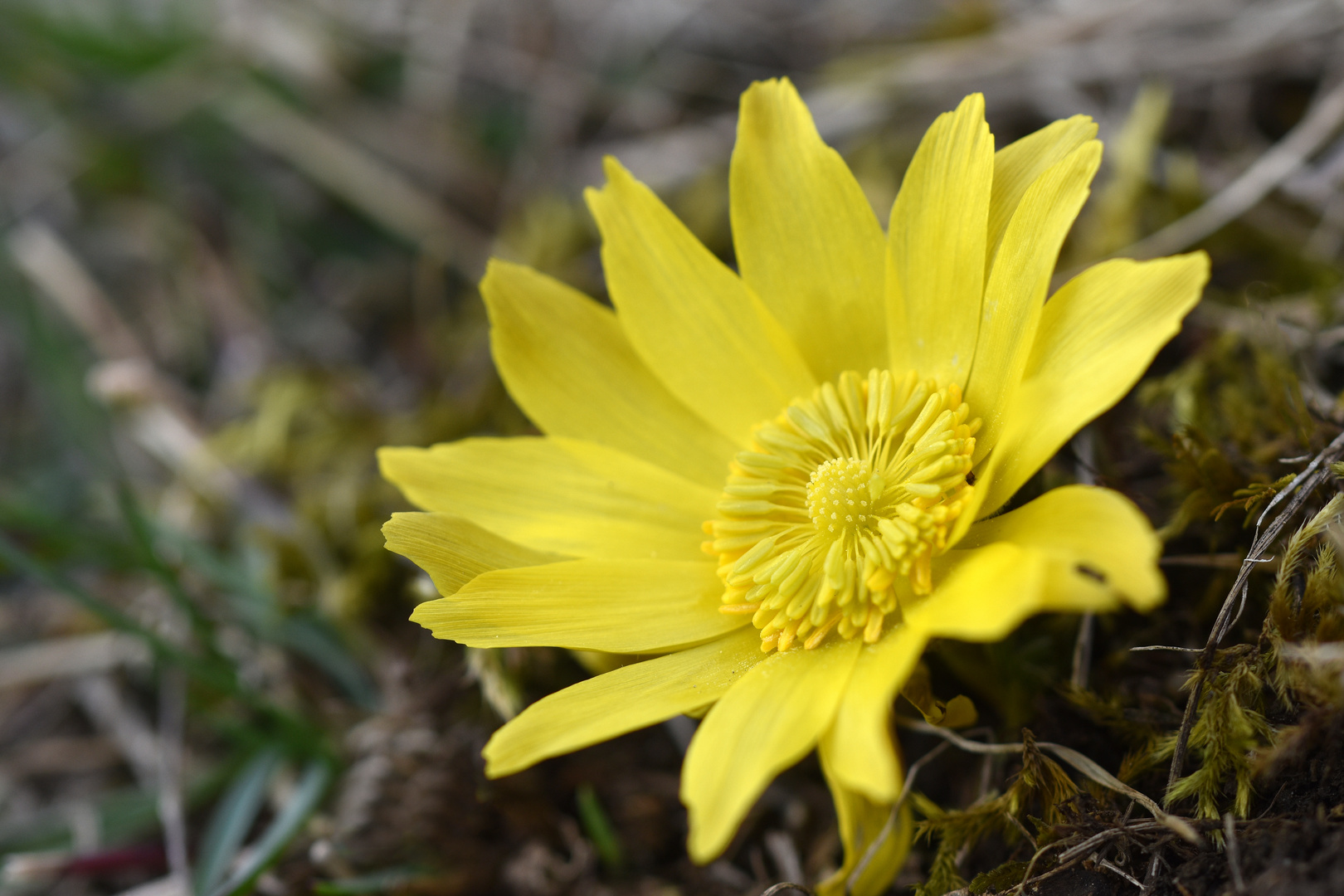 Frühlings-Adonisröschen (Adonis vernalis)